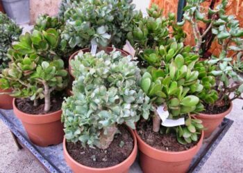 Comment bouturer une plante grasse retombante ?