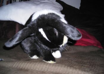 Comment brosser un lapin qui ne se laisse pas faire ?