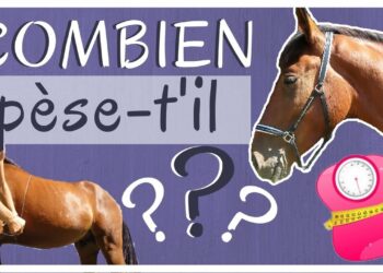 Comment calculer le cheval fiscal ?