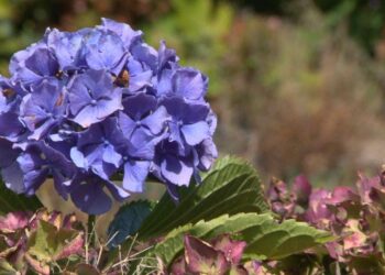 Comment changer la couleur d'une plante ?