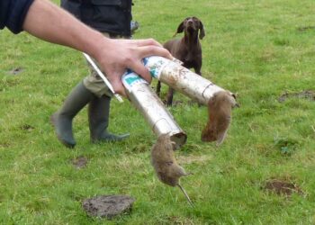 Comment chasser les rats taupe ?