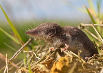 Comment chasser une musaraigne de la maison ?