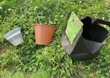 Comment choisir le bon pot pour plante ?