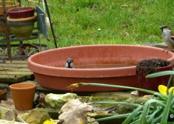 Comment choisir un bain d'oiseau ?