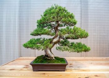 Comment choisir un pot pour bonsaï ?