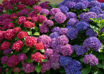 Comment colorer les hortensias ?