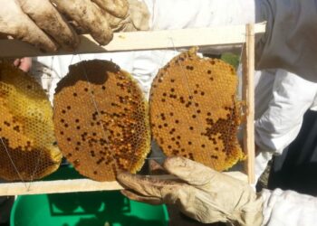 Comment commencer à avoir des abeilles dans une ruche ?