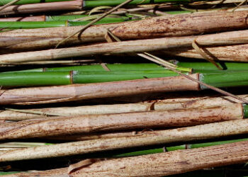 Comment conserver des bambous coupés ?