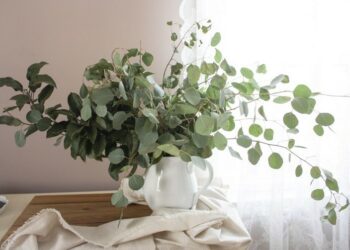 Comment conserver des branches d'eucalyptus ?