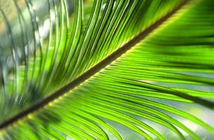 Comment conserver des feuilles de palmier ?