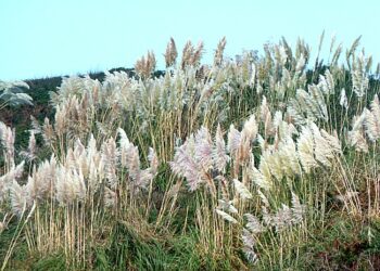 Comment conserver herbe de la pampa ?