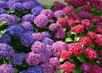Comment conserver la couleur rose des hortensias ?