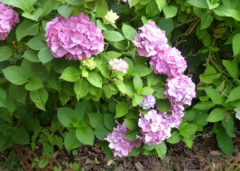 Comment conserver la couleur rouge des hortensias ?