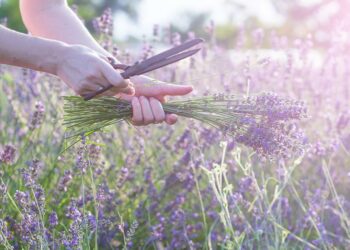 Comment conserver la lavande en vase ?