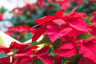 Comment conserver le poinsettia après floraison ?