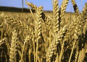 Comment conserver les Epis de blé ?