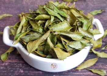 Comment conserver les feuilles d'eucalyptus ?