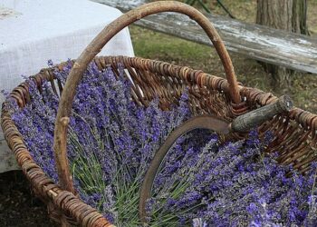 Comment conserver un bouquet de lavande fraîche ?