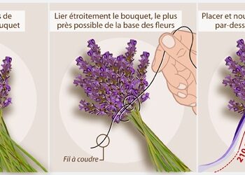 Comment conserver un bouquet de lavande ?