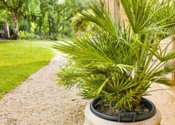 Comment conserver un palmier en pot ?