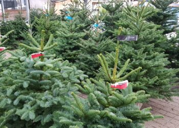 Comment conserver un sapin Nordmann coupé ?