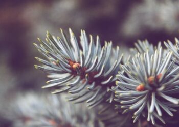 Comment conserver un sapin coupé plus longtemps ?