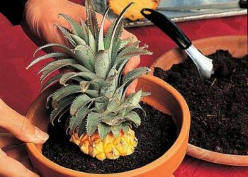 Comment conserver une plante d'ananas ?
