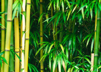 Comment conserver une tige de bambou ?