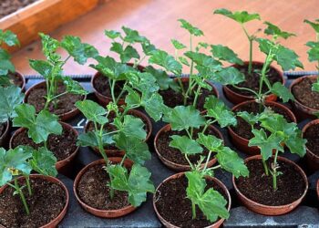 Comment consommer géranium ?