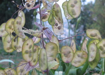 Comment consommer la monnaie du pape ?