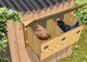 Comment construire une cage pour poule pondeuse ?