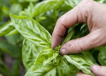 Comment couper de la menthe pour qu'elle repousse ?