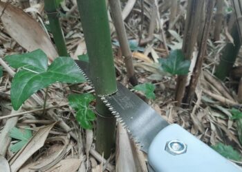 Comment couper du bambou en deux ?