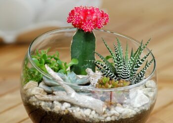 Comment créer un terrarium cactus ?