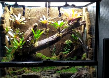 Comment créer un terrarium pour Gecko ?