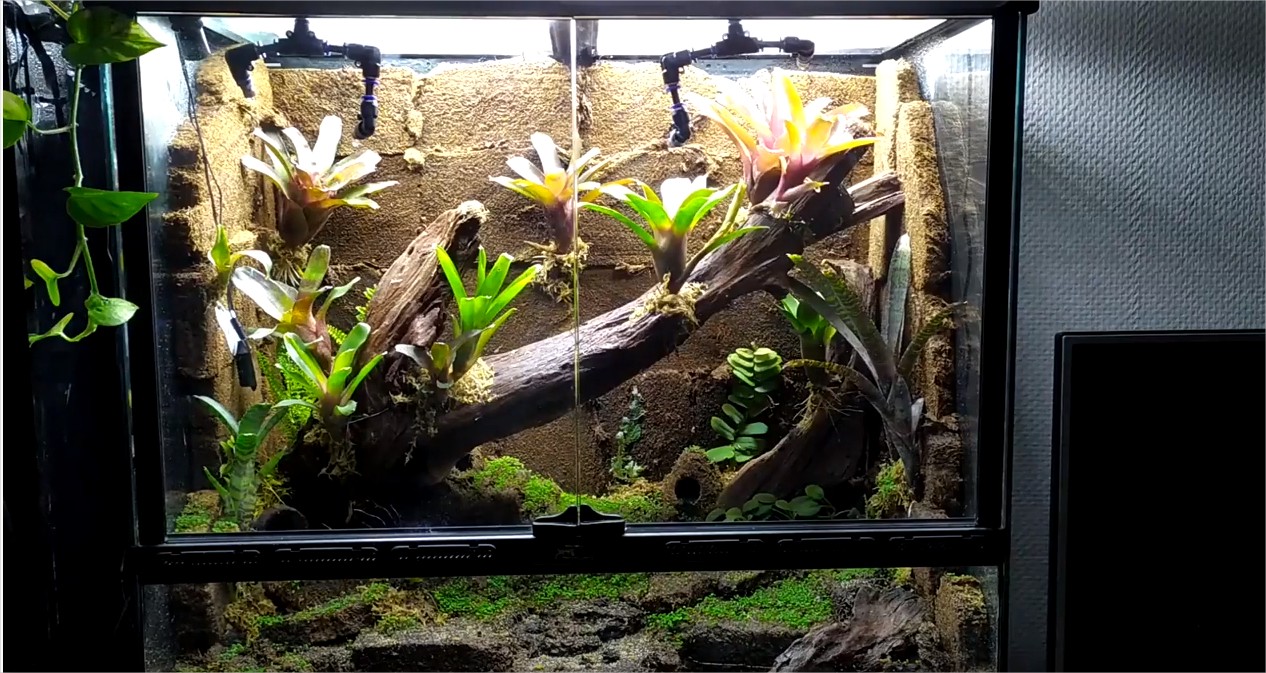 Comment créer un terrarium pour Gecko