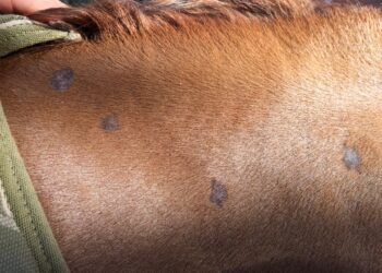 Comment débute la teigne ?