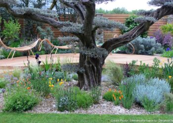 Comment décorer le pied d'un olivier ?