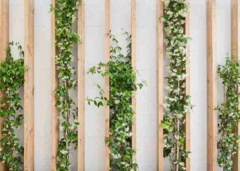 Comment décorer un mur avec des plantes ?
