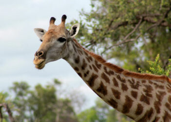 Comment décrire la girafe ?