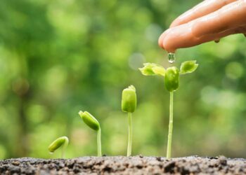 Comment décrire une plante ?