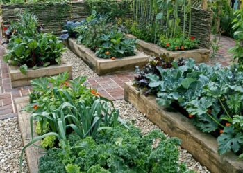 Comment disposer les légumes dans un potager ?