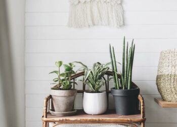 Comment disposer les plantes d'intérieur ?