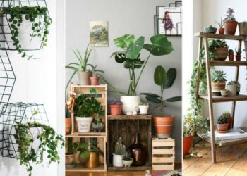 Comment disposer les plantes vertes ?