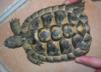 Comment doit être la carapace d'une tortue Hermann ?