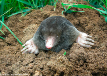 Comment dort une taupe ?