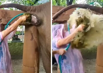 Comment dresser un éléphant ?