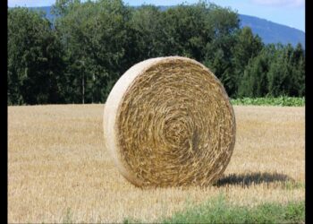 Comment éclaircir de la paille ?