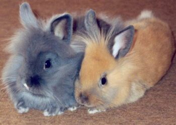 Comment éduquer un lapin tête de lion ?