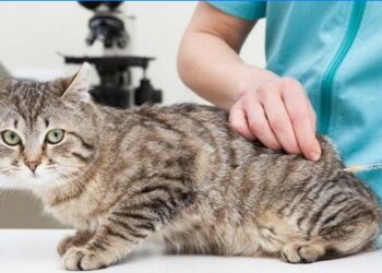 Comment éliminer les vers d'un chat ?